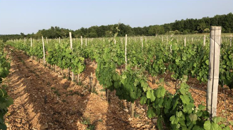 シャトー・ラ・ボリー IGP・ペリゴール | 株式会社カーヴ