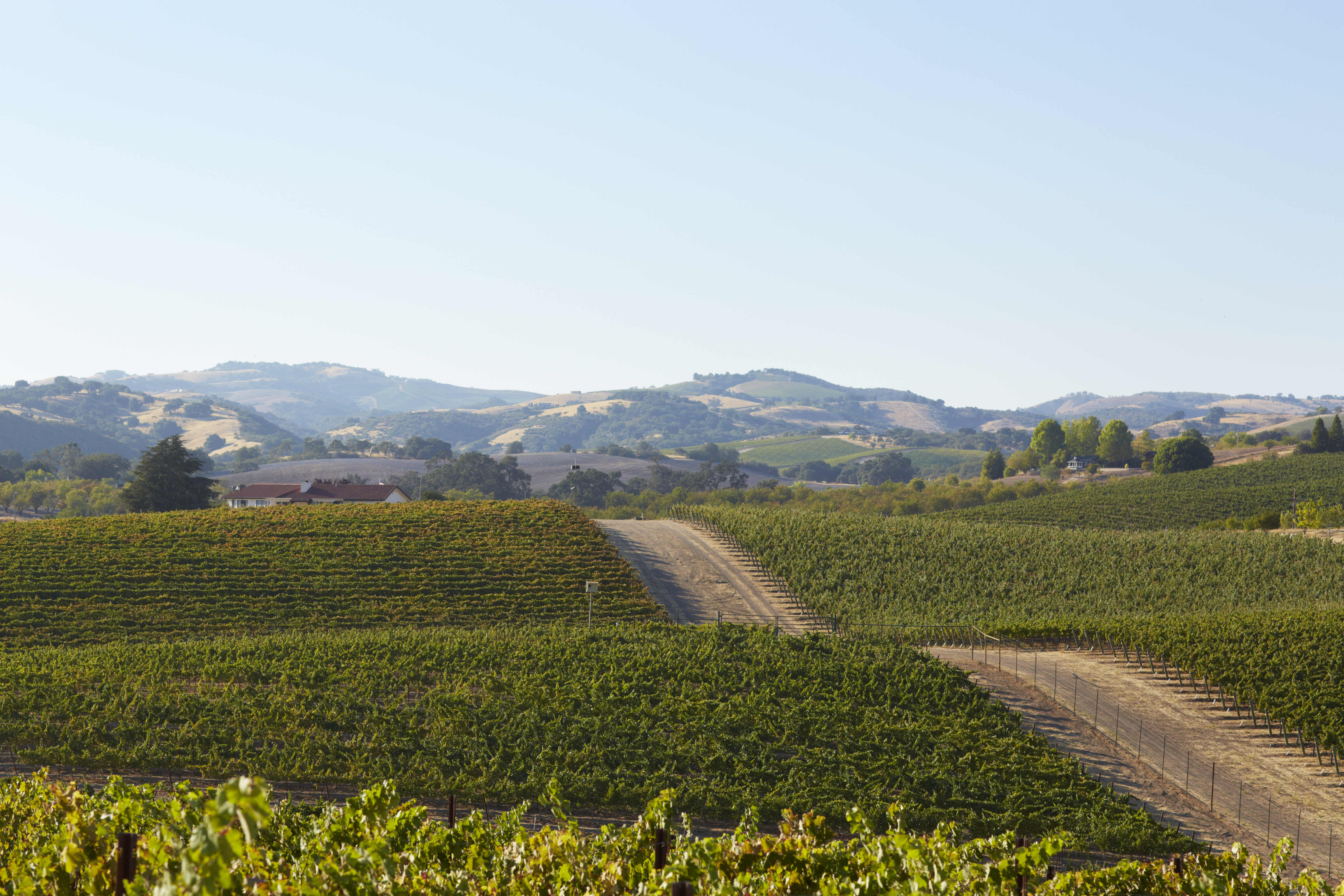 ザ・ビッグ・レッド・モンスター カベルネ・ソーヴィニヨン | 株式会社